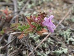 Thymus ternejicus