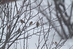 Carduelis carduelis