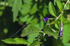 Dunalia brachyacantha