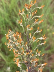 Manulea parviflora