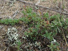 Thymus ternejicus