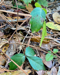 Toxicodendron radicans image
