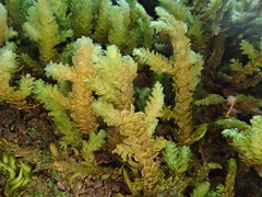 Exsertotheca intermedia