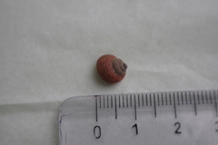 Littorina saxatilis