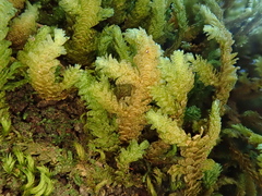 Exsertotheca intermedia