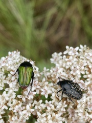Leucocelis haemorrhoidalis