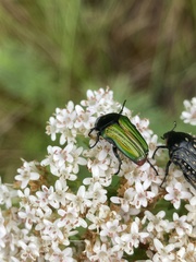 Leucocelis haemorrhoidalis