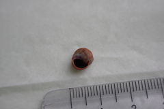 Littorina saxatilis