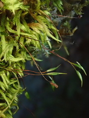 Homalothecium sericeum image