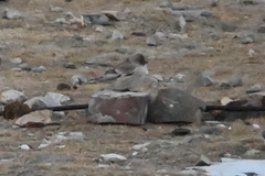 Leucosticte brandti
