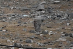 Leucosticte brandti