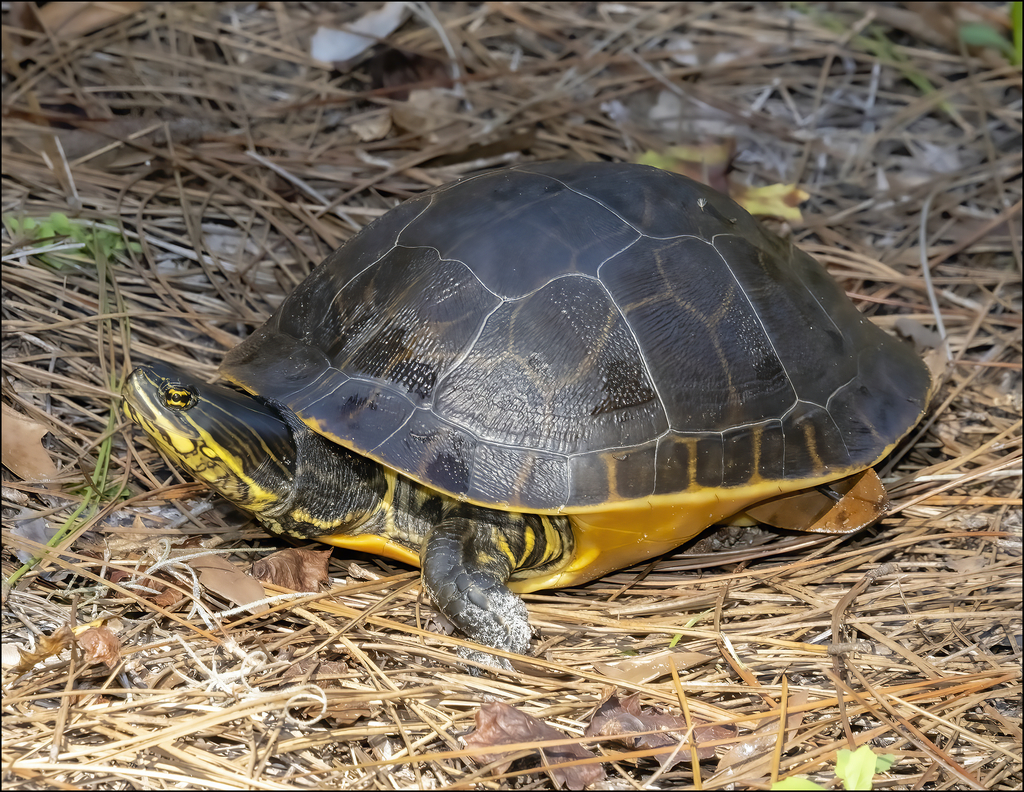 Chicken Turtle in December 2021 by z7nikon. Manasota Scrub Preserve ...