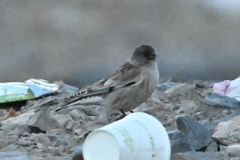 Leucosticte brandti