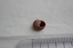 Littorina saxatilis