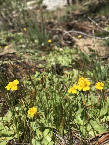 Primrose monkeyflower (Erythranthe primuloides)