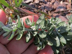 Artemisia saitoana