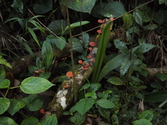 Polyporales