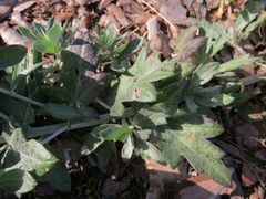 Artemisia saitoana