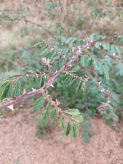 Mimosa asperata