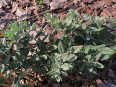 Artemisia saitoana
