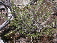 Phlox hoodii canescens