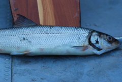 Coregonus artedi