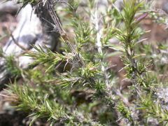 Phlox hoodii canescens