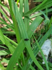 Polemius denticornis