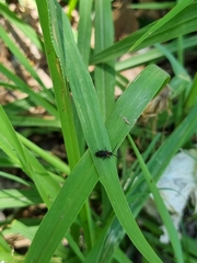 Polemius denticornis