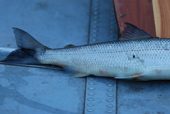 Coregonus artedi