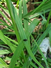 Polemius denticornis