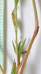 Polygonum polygaloides kelloggii