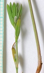 Polygonum polygaloides kelloggii