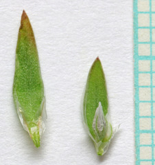 Polygonum polygaloides kelloggii