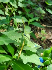 Oxyagrion ablutum