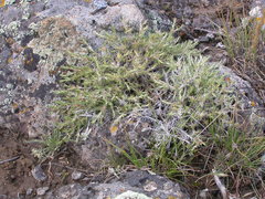 Phlox hoodii canescens