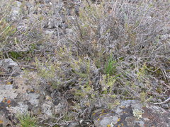 Phlox hoodii canescens