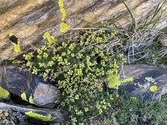 Draba densifolia
