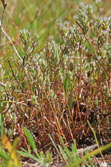 Polygonum polygaloides kelloggii
