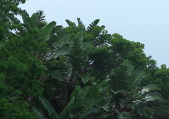 Strelitzia nicolai