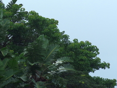 Croton sylvaticus