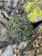 Draba densifolia