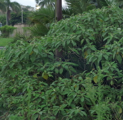 Solanum mauritianum