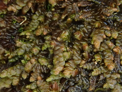 Frullania tamarisci