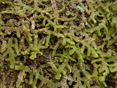 Frullania polysticta