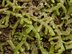Frullania polysticta