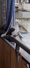 Columba livia domestica
