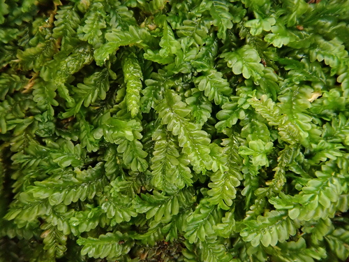 Saccogynaceae image