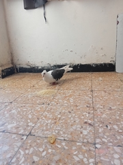 Columba livia domestica