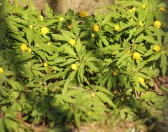 Anemonoides ranunculoides